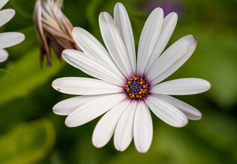 White chamomile flowers in nature field.