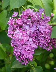 lilac flowers in nature, spring