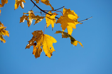 Yellow autumn maple leaves against the blue sky.