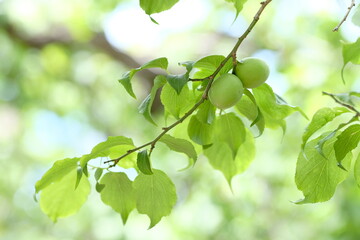 Fototapeta na wymiar Japanese apricot and green leaves