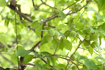 Japanese apricot and green leaves