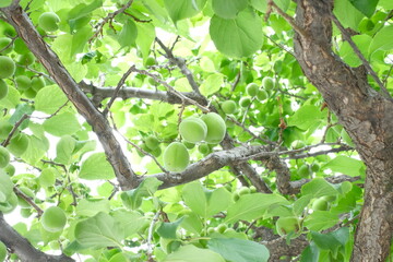 Japanese apricot and green leaves