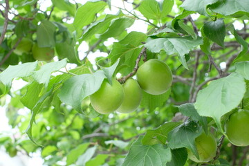 Japanese apricot and green leaves