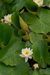 lily in a pond with water drops, lotus, open lotus, lotus pond, lotus on the water