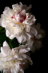 White peony Latin: Paeonia lactiflora on a dark background. Low depth of field. Free space for text.