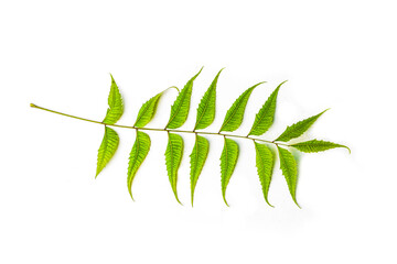 Azadirachta indica  neem leaves isolated on white background 