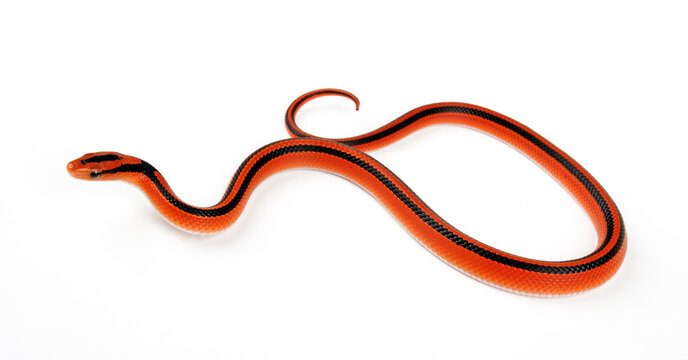 Rote Bambusnatter // Red Bamboo Snake  (Oreocryptophis porphyraceus coxi)