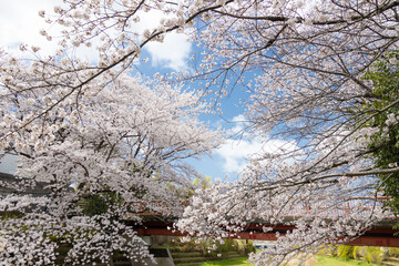 小川に咲く桜
