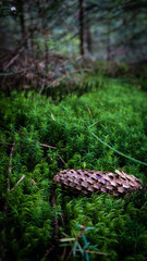 Ukrainian Carpathian Mountains Nature