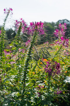 Pink or purple cleoma flowers bloom in the garden in summer