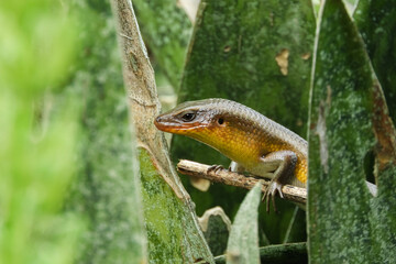 The most common lizard in Indonesia, this lizard belongs to the Scincidae tribe
