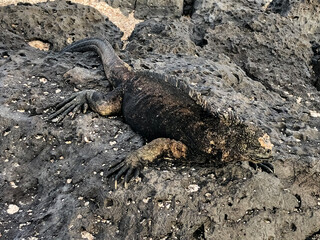Galapagos Islands, Ecuador. Animals and nature of this fantastic holiday destinatuion.