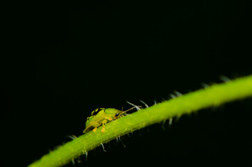 For photographer who is interested in nature. Macro Photography. Equipped with a digital camera and a 1:1 reproduction ratio macro lens, a world waiting to be discovered