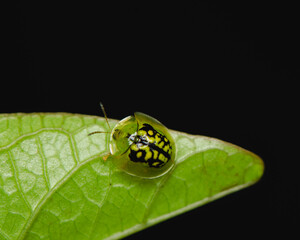 For photographer who is interested in nature. Macro Photography. Equipped with a digital camera and a 1:1 reproduction ratio macro lens, a world waiting to be discovered