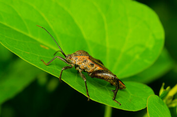 For photographer who is interested in nature. Macro Photography. Equipped with a digital camera and a 1:1 reproduction ratio macro lens, a world waiting to be discovered