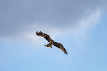空を飛ぶ猛禽類