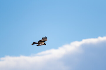 空を飛ぶ猛禽類