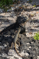 Galapagos Islands, Ecuador. Animals and nature of this fantastic holiday destinatuion.