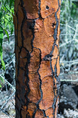 Galapagos Islands, Ecuador. Animals and nature of this fantastic holiday destinatuion.