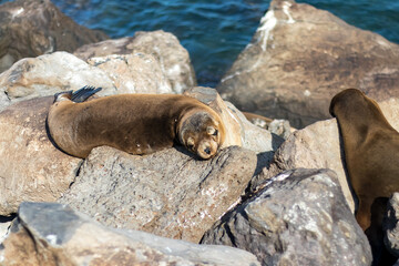 Galapagos Islands, Ecuador. Animals and nature of this fantastic holiday destinatuion.