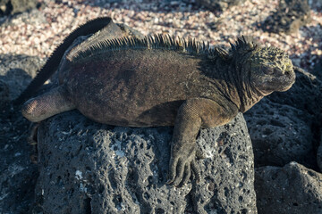 Galapagos Islands, Ecuador. Animals and nature of this fantastic holiday destinatuion.