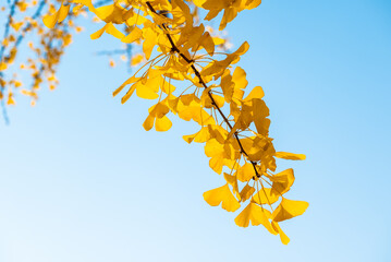 Ginkgo trees with yellow leaves close-up view against clear blue sky in autumn