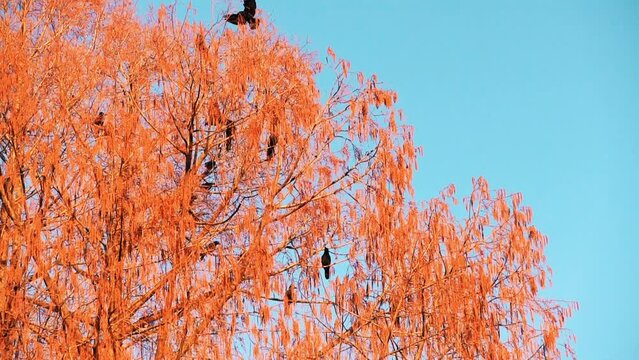 赤く染まった柳にとまるカラスの群れ
