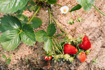 Strawberries are growing at garden.