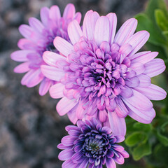 Violet double flowers osteospermum one color in the garden