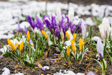 Spring crocus flowers bloom in the garden under the snow