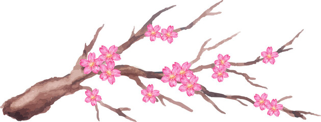 spring branch of sakura