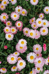 Pink Bellis flowers in spring summer in the garden