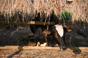 Lone dairy cow under hay shed in Himalayan, india.