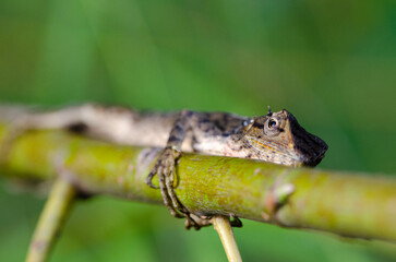 Lizard lurking on the branch
