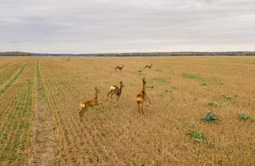 Family of roe deers running on a field in Latvia, Baltic States