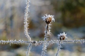 Knospe mit Raureif, Nordrhein-Westfalen, Deutschland, Europa