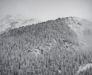 White out snow landscape over forest of pine trees on mountains in scenic alpine view