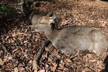 木陰にたたずむ奈良の鹿