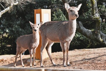 展望台に登ってきた奈良の鹿