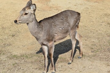展望台に登ってきた奈良の鹿