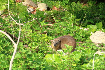 Rock dassie resting in the Tsitsikamma National Park near the garden route in South Africa