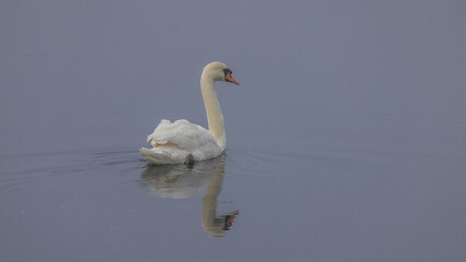 reflection of a mute swan on the calm water of a lake