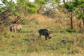 Fototapeta na wymiar Warthog, Kruger National Park, South Africa