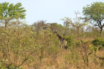 Giraffe in Kruger national park, South Africa; Specie Giraffa camelopardalis family of Giraffidae