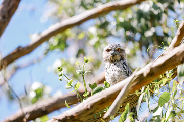 Tawny Frogmouth native Austrlalian owl variety sitting on branch in the wild