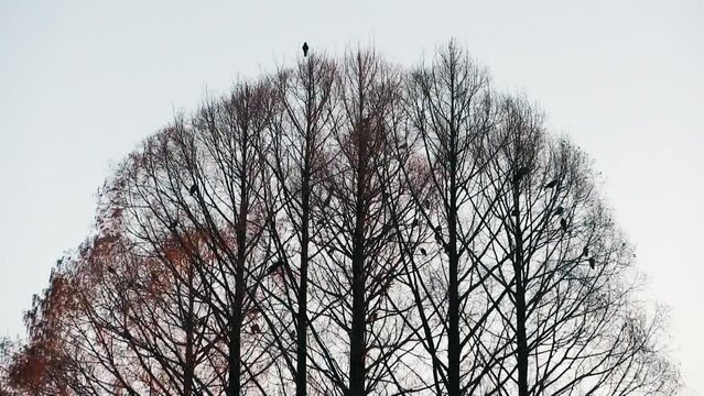 森林に留まるカラスの群れ