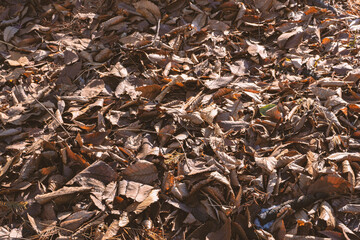 dead fallen leaves background