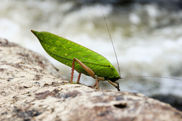 A leaf-mimicking katydid perches on a textured surface, blending into its environment. Its vibrant green wings and long antennae highlight its natural camouflage