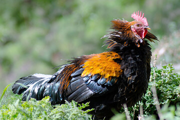 Gallo Cabreado