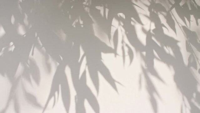 Transparent soft light and shadows from branches, plant, foliage and leaves. Sun and shadows. Gray shadow of the leaves on a wall. Space for text. Product presentation, mockup for advertising. 4k 